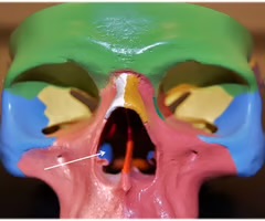 <p>passage ways for air that goes in and out of each nostril</p>