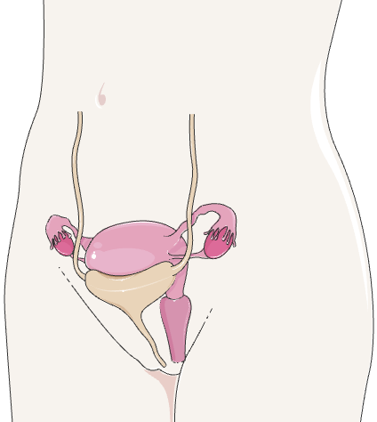<p>Quelles sont les parties de l’utérus </p>