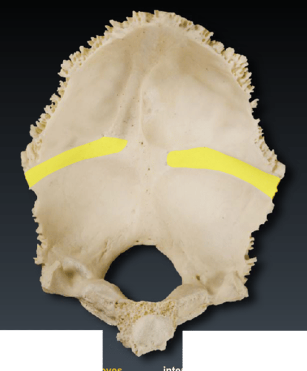 <p>What feature of the occipital bone is this? (Endocranial)</p>