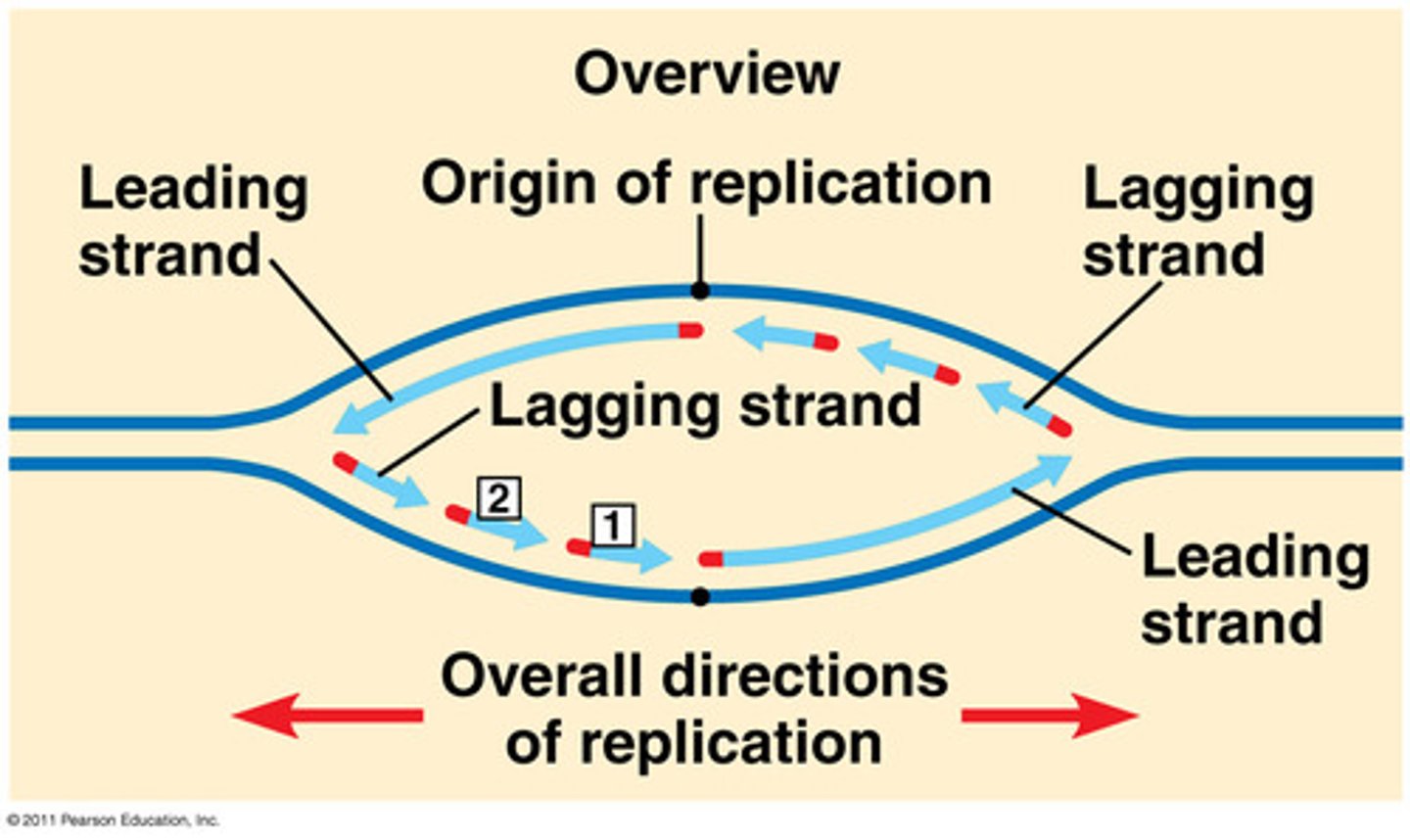 <p>🔁 Lagging strand:</p><p>Synthesized in short segments (Okazaki fragments)</p><p>Goes away from the replication fork</p><p>Must keep restarting as more DNA is exposed</p>