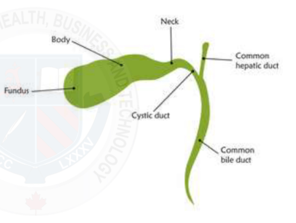 <p>Pear shaped </p><p>Divided into : fundus, body, neck</p><p>Joins with the cystic duct </p>