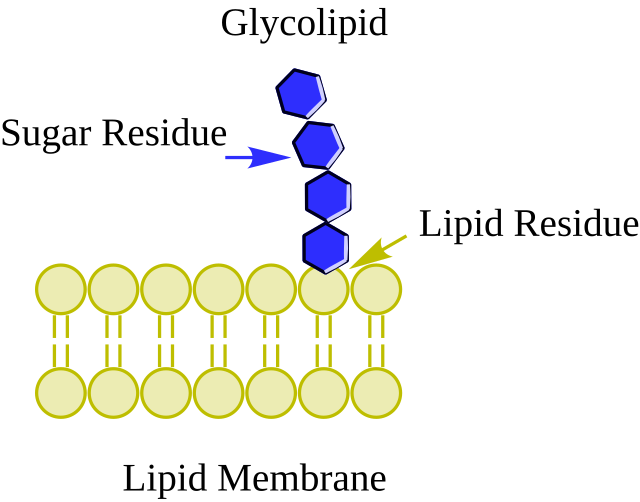 <ul><li><p><strong>Location:</strong> Outer layer of the plasma membrane.</p></li><li><p><strong>Function:</strong> Provide energy and serve as recognition sites for cell interactions (e.g., immune response).</p></li><li><p><strong>Process:</strong></p><ul><li><p><strong>Cell-cell communication</strong></p></li><li><p><strong>Formation of the glycocalyx</strong>, a carbohydrate-rich area for signaling and protection.</p></li></ul></li></ul><p></p>