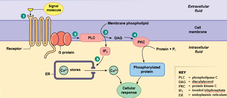 <ol><li><p><strong>Signal molecule</strong> binds to <strong>GPCR</strong></p></li><li><p><strong>G protein</strong> is activated, activates <strong>phospholipase C</strong> (PLC)</p></li><li><p>PLC cuts membrane phospholiplids into a head group (IP3) and <strong>diacyl glycerol</strong> (DAG).</p></li><li><p><strong>IP3</strong> opens a channel in the ER, releasing <strong>Ca2+</strong></p></li><li><p>DAG activates <strong>protein kinase C</strong></p></li><li><p>Protein kinase C phosphorylates other proteins</p></li></ol>