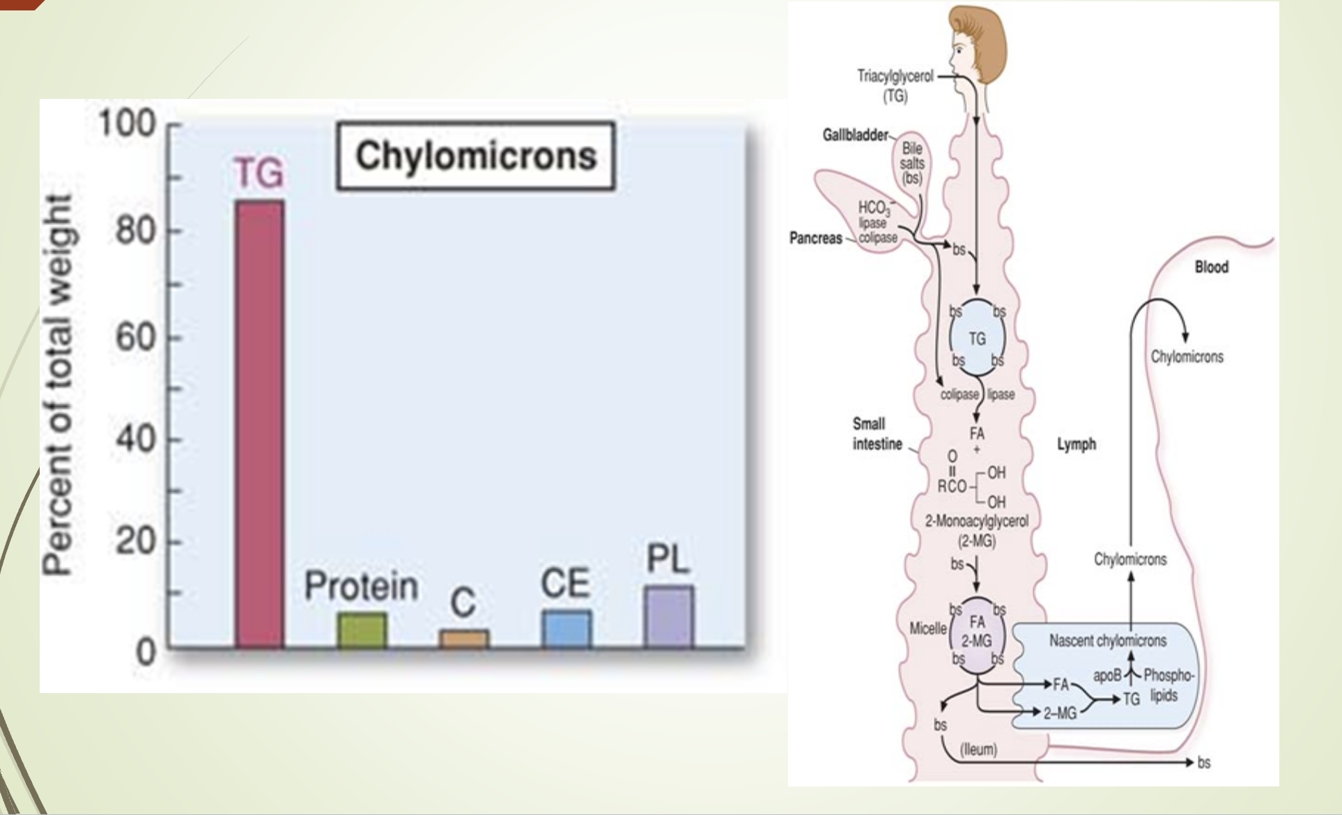 <p><span>What does the chylomicron composition/synthesis slide emphasize? &nbsp;</span></p>