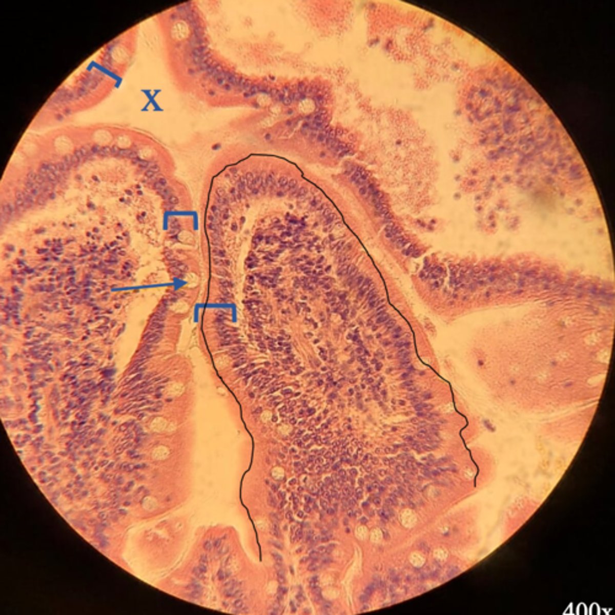 <p>Name the structure bracketed.</p>