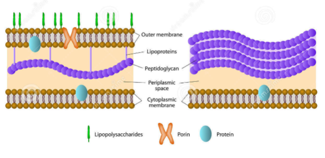 <p>Which is gram + or -</p>