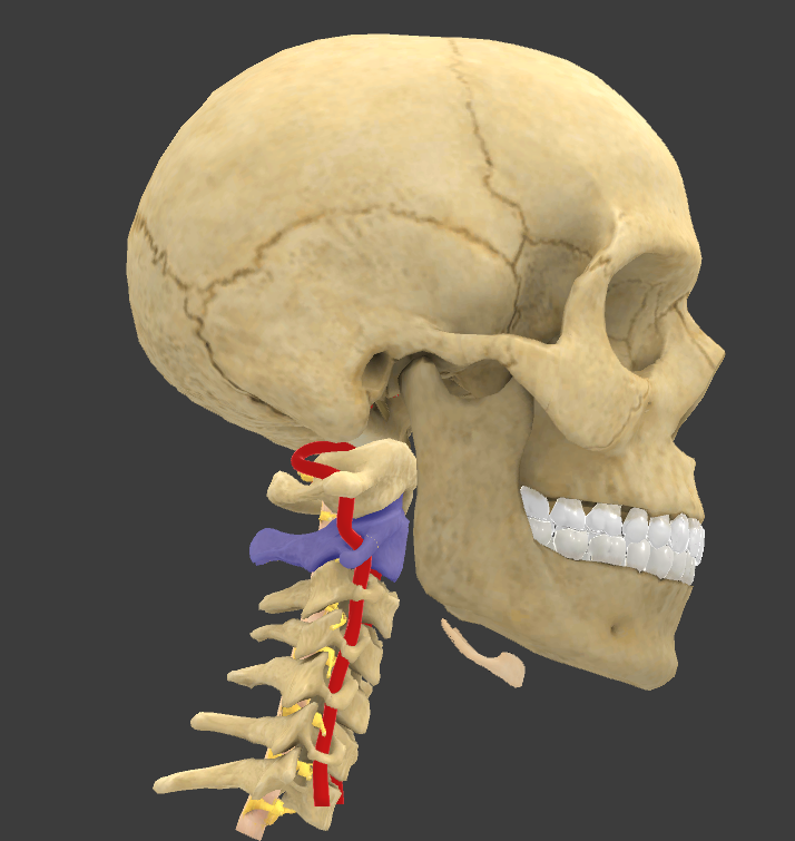 <p>What is the highlighted structure?</p>
