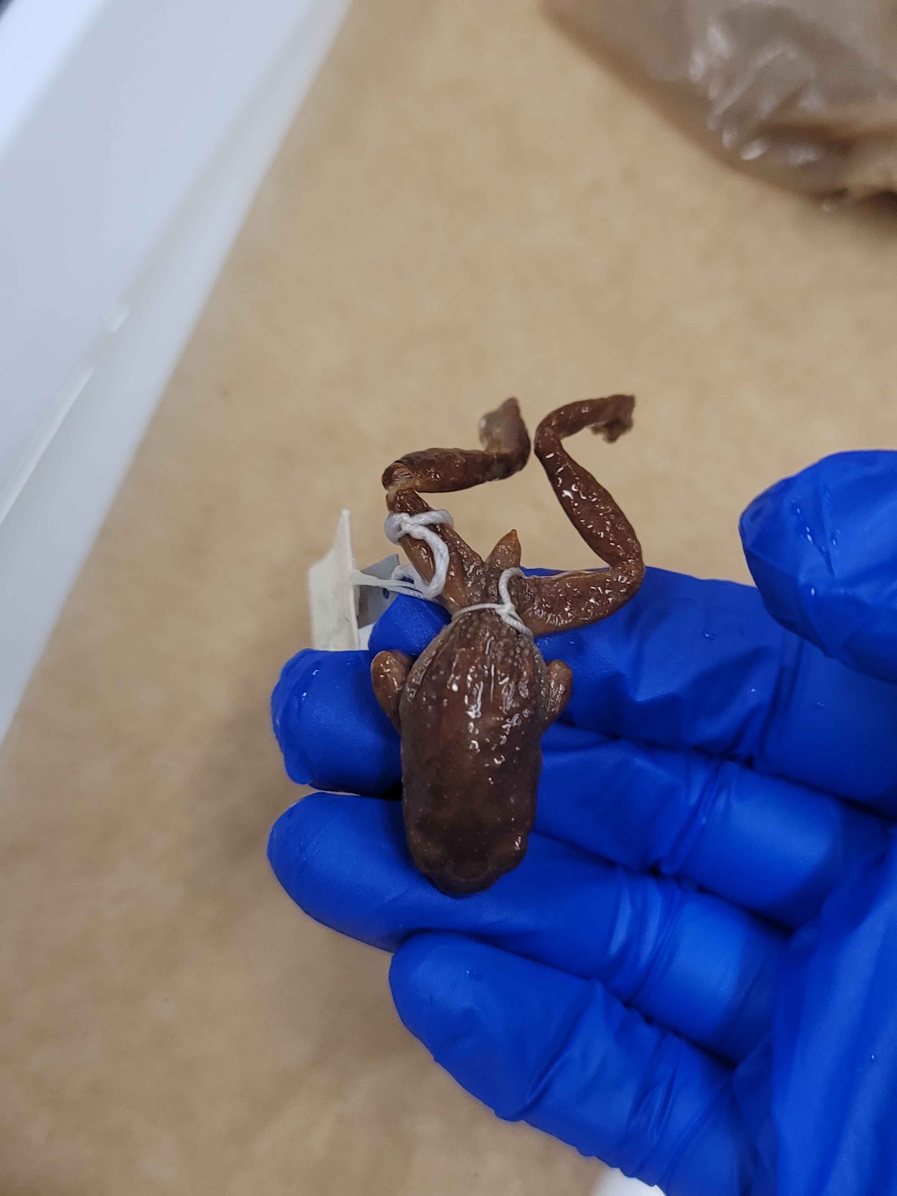 <p><span>Coastal tailed frog. Dark eye stripe, lacks toe pads, males have</span><br><span>“tail”.</span></p>