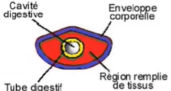 <p>pas de cavité, tissu conjonctif plein</p><p><strong>caractéristique des <em>parenchymiens</em></strong></p>