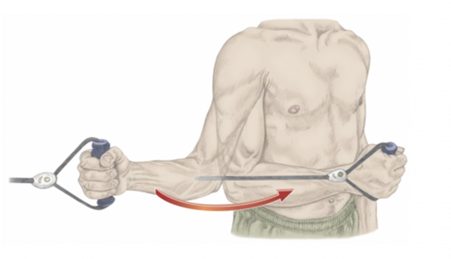 <p>please identify the movement and its location</p>