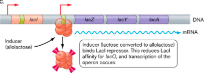 <ul><li><p>beta-galactosidase</p></li><li><p>lacZ</p></li><li><p>allolactose</p></li><li><p>lacI</p></li></ul><p></p>