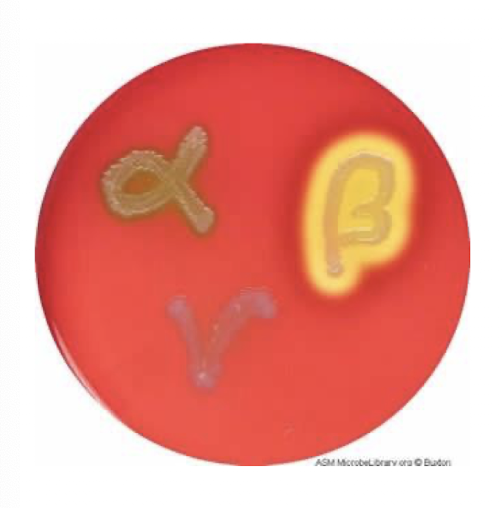 <p>full hemolysis</p>