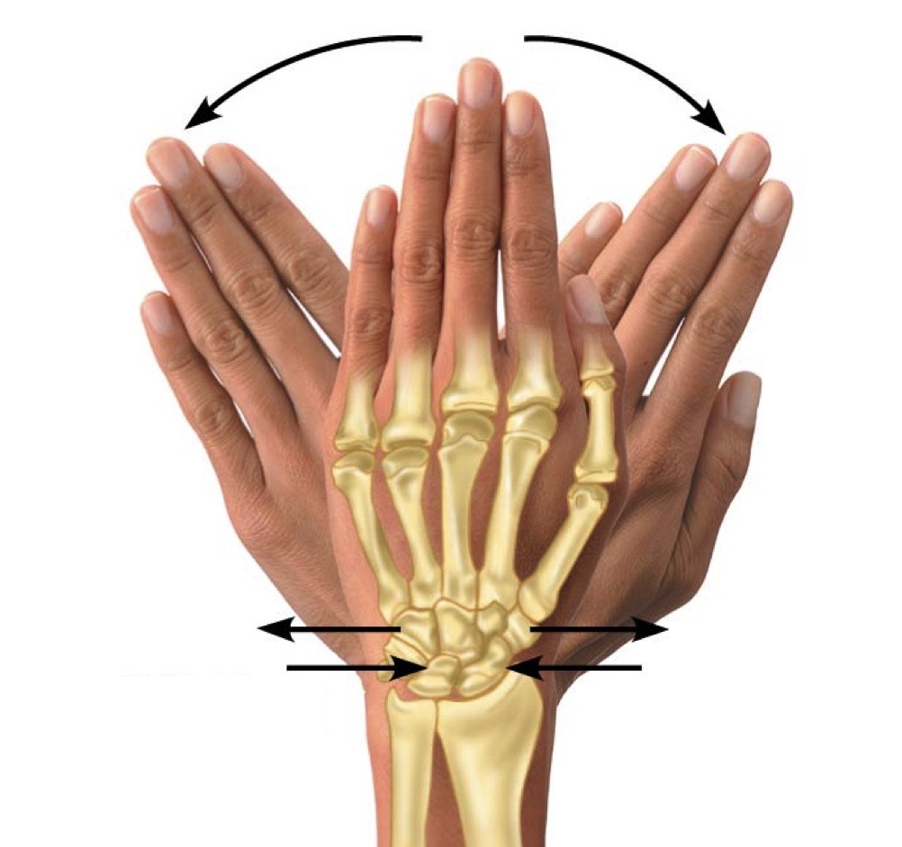 <p>movement in wrist (waving)</p>