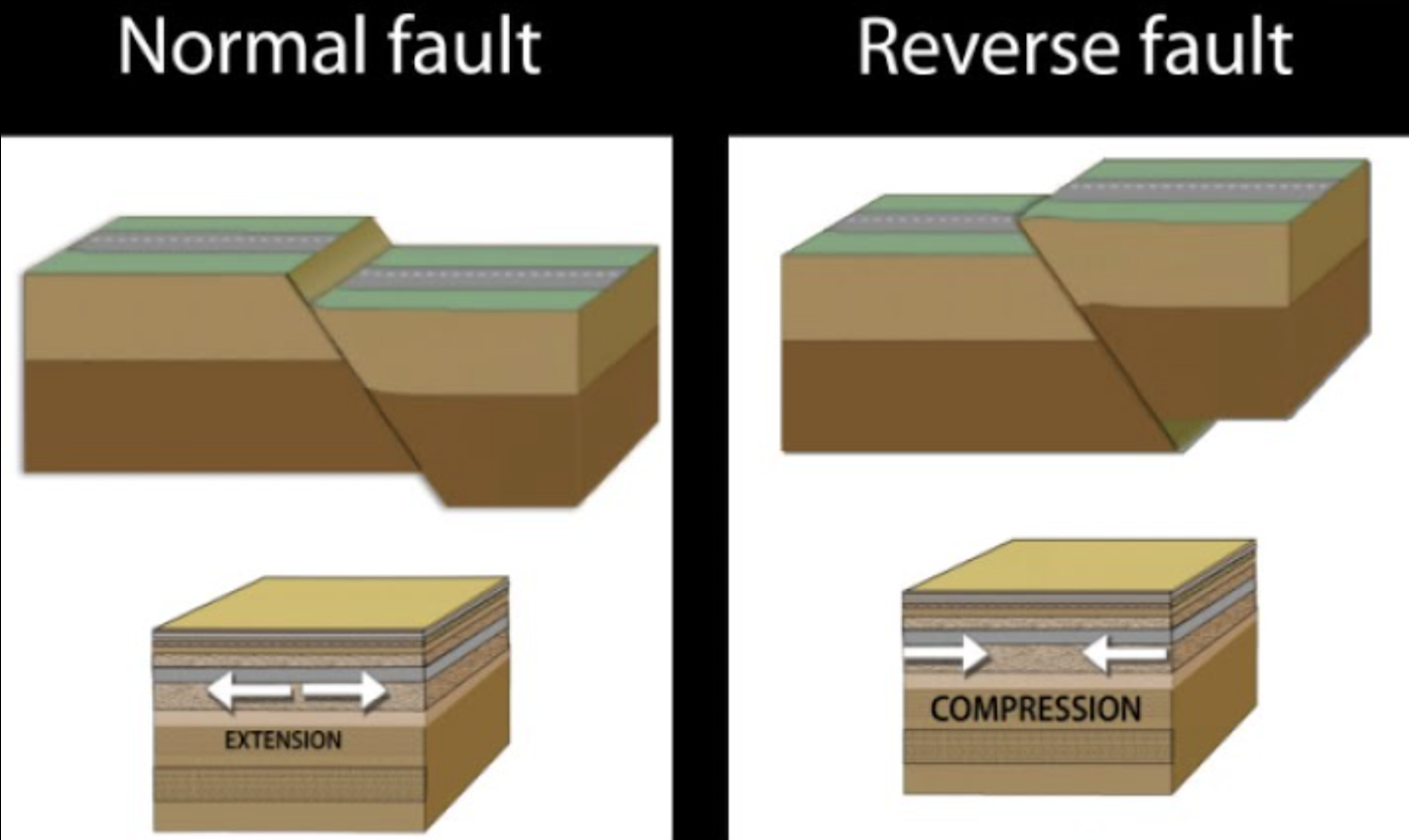 <p><strong>Normal</strong> = hanging wall moves <strong>down</strong> relative to footwall; <strong>lengthening</strong> of Earth’s crust in surrounding area</p><p><strong>Reverse</strong> = hanging wall moves <strong>up</strong> relative to footwall; <strong>shortening</strong> of Earth’s crust in surrounding area</p>