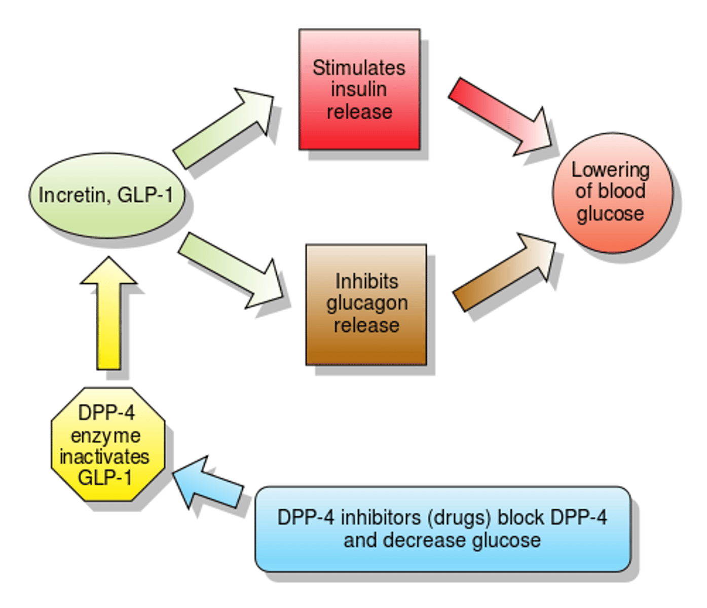 <p>dipetpidylpetase-4 inhibitors</p><p>sitagliptin (Januvia), saxagliptin (Onglyza), alogliptin, linagliptin (Trradjenta)</p><p>MOA: inhibits degradation of GLP-1 and GIP -&gt; increased plasma concentrations of GLP-1 and GIP</p><p>ADE: arthralgia</p><p>- can be combined with another therapy of a different mechanism</p>