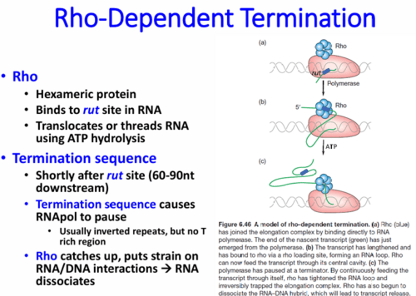 <p>The use of Rho protein that binds to rut sites on RNA. After binding to the rut site, the protein travels down the RNA until it reaches a termination sequence where the RNApol is stalled. Since the RNApol is stopped, the Rho protein will catch up and put strain on the RNA-DNA bond eventually causing the RNA to be pulled off.</p>