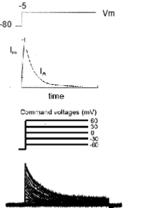 <p>AKA IA</p><ul><li><p>at RMP = mostly inactivated</p></li><li><p>Inactivation removed by hyperpolarisation</p></li><li><p>react instantaneously </p></li><li><p>activate then deactivate quickly </p></li></ul><p></p>