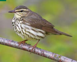 <p><span><span>Seiurus noveboracensis </span></span></p>