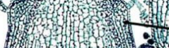 <p>Inside protoderm; forms ground tissue from apical meristem.</p>