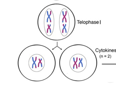 <p>Telophase and Cytokinesis </p>