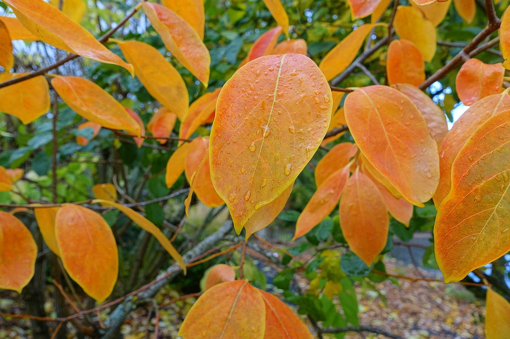 <p>persimmon</p>