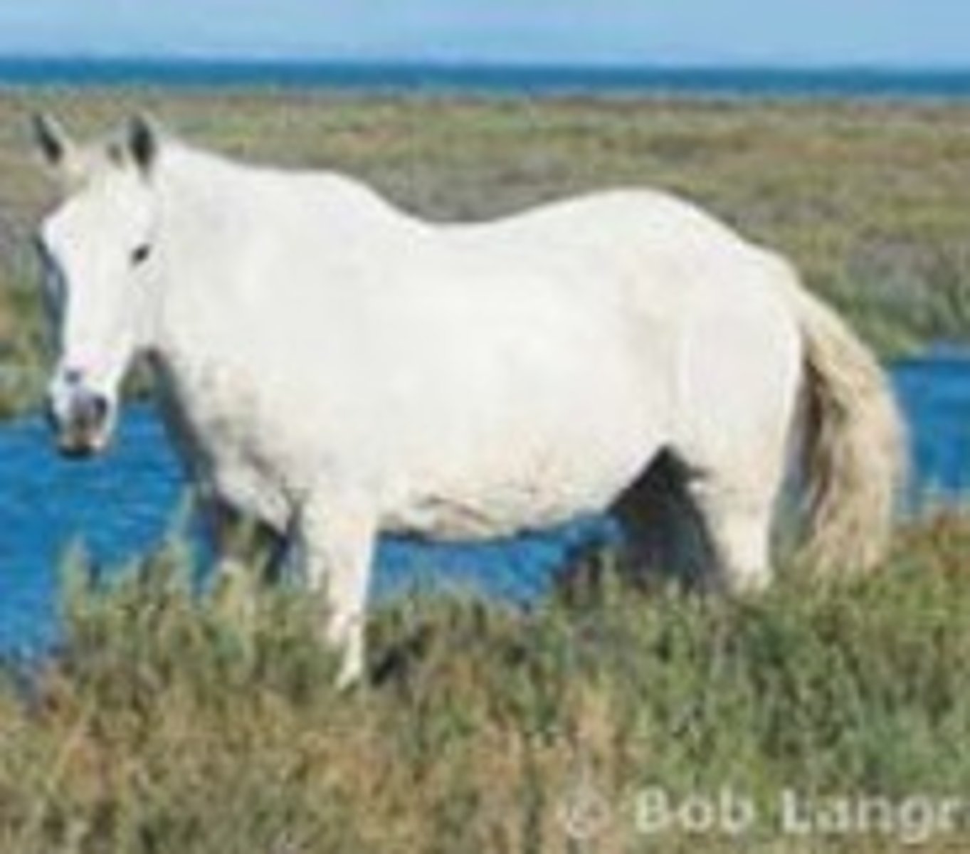 <p>Pale grey, marsh water horse, Eumetric, saddle horse</p>