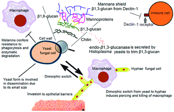 <ul><li><p class=""><strong>Blocking immune cell activation</strong>: They produce proteins that stop immune cells from turning on.</p></li><li><p class=""><strong>Changing surface antigens</strong> via <strong>phenotypic switching</strong>, forcing the immune system to keep adjusting.</p></li><li><p class="">Using <strong>molecular mimicry</strong>, where fungi look like host cells to avoid detection.</p></li></ul><p></p>