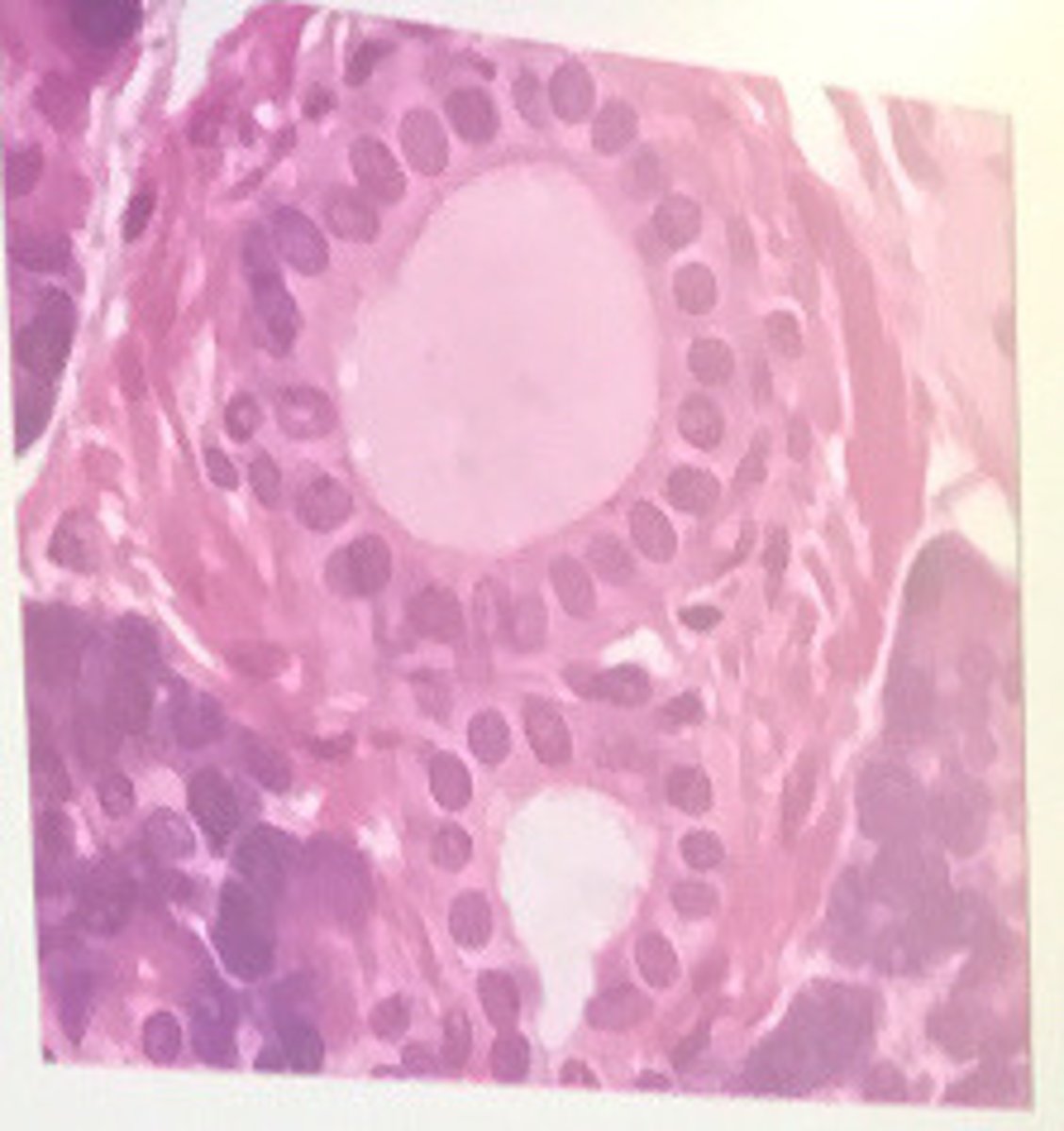 Histology and Cell Biology Test 1 Flashcards Knowt