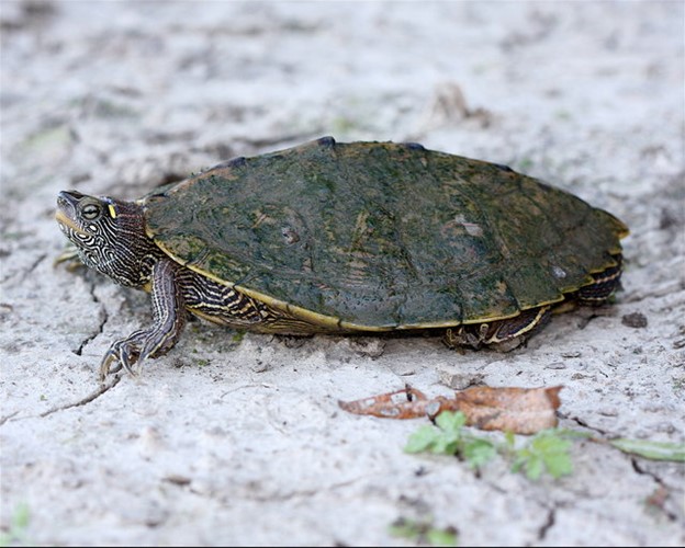 Graptemys pseudogeographica