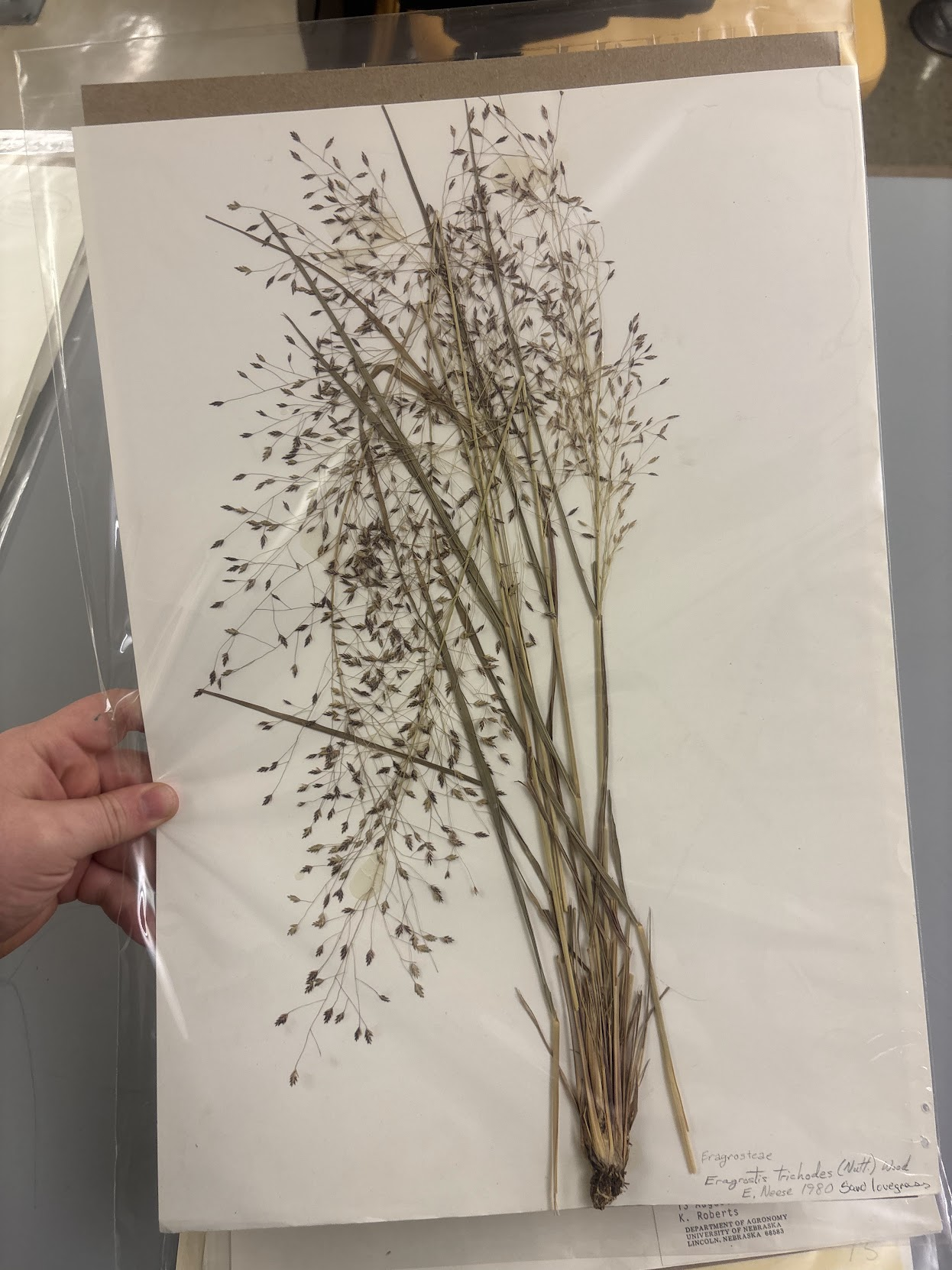 <p>Long pedicels (wide open panicle), • Purple/reddish inflorescence • Spikelets shorter, more pyramid shaped • Spikelets mostly terminal , Sparsely pilose in axil, but not as much as E. curvula</p>