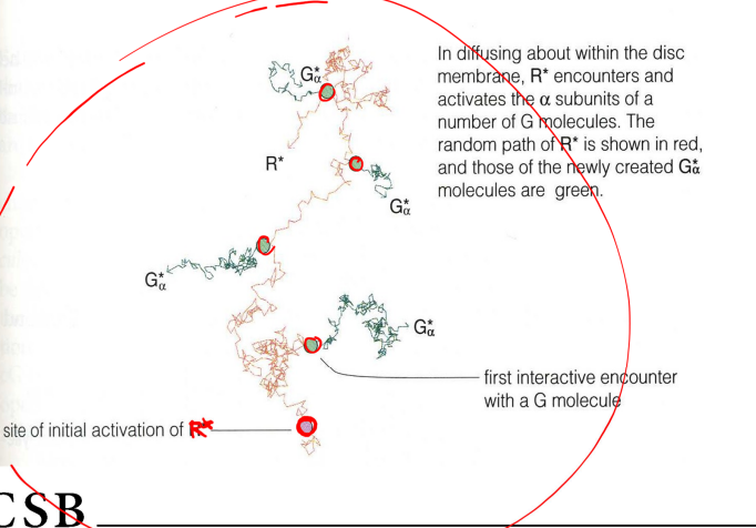 <p>a single activated rhodopsin molecule can activate many Gα subunits</p><ul><li><p>within 100 ms a single R* molecule will have created about 700 G*a subunits</p></li><li><p>activation of these subunits causes it to seperate causes it to seperate from rhodopsin and other G portion</p></li><li><p>it then goes onto bind to PDE</p></li></ul><p></p>