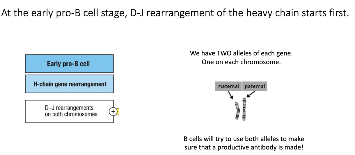 <ul><li><p>Early pro-B cells begin <strong>heavy-chain recombination</strong>.</p></li><li><p>First step: <strong>D–J joining</strong> on the heavy-chain locus.</p></li><li><p>B cells attempt D–J joining on <strong>both chromosomes</strong> (maternal + paternal).</p></li><li><p>Two heavy-chain loci = two chances for successful recombination.</p></li></ul><p></p>