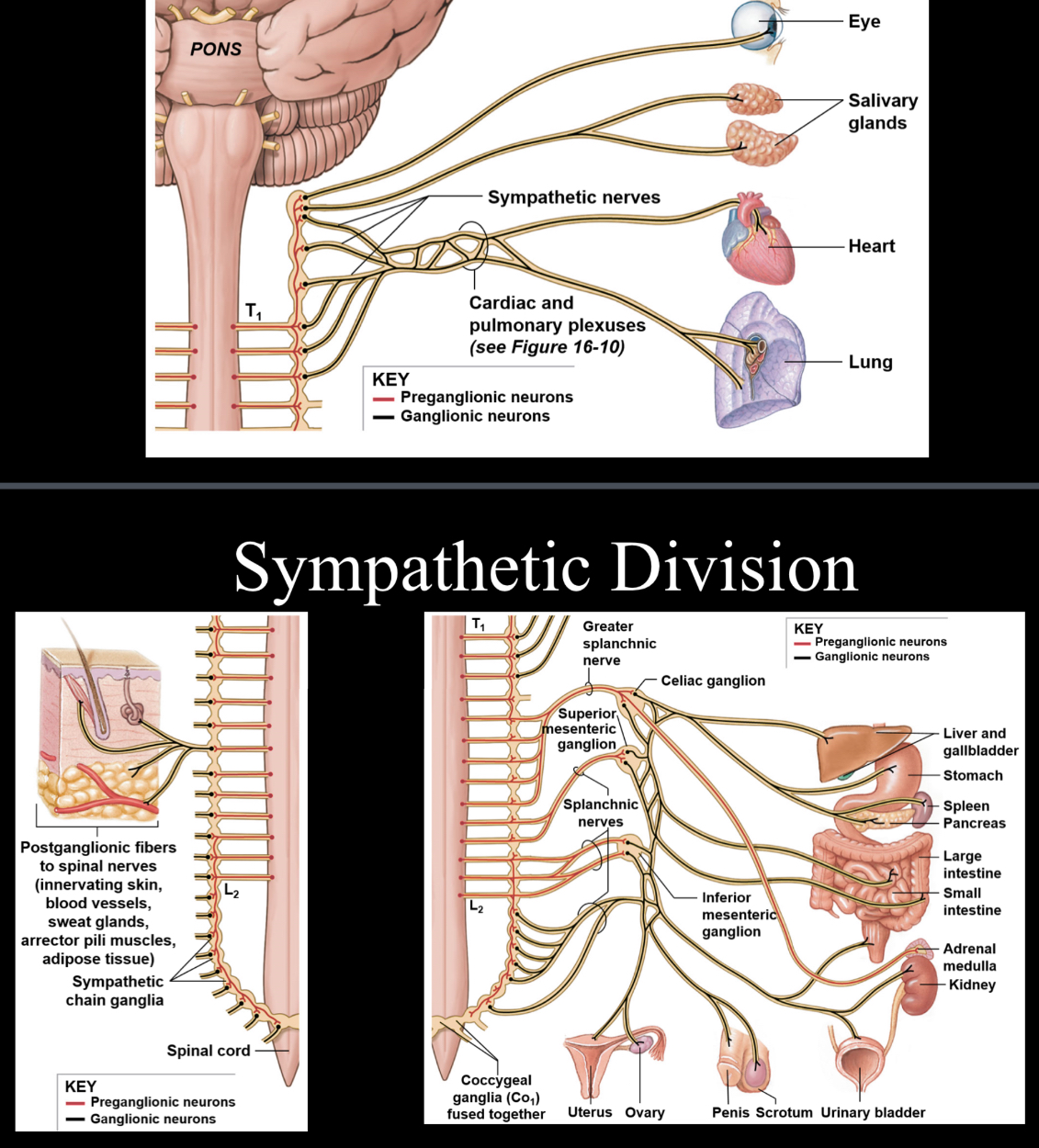<p>Involved with the “fight or flight” aspect of the ANS; sympathetic nerves originate inside of the vertebral column and extend from the first thoracic vertebral level down to second or third vertebral level; extensively involved with close proximity ganglia, which are cell bodies that reside in the peripheral nervous system</p>