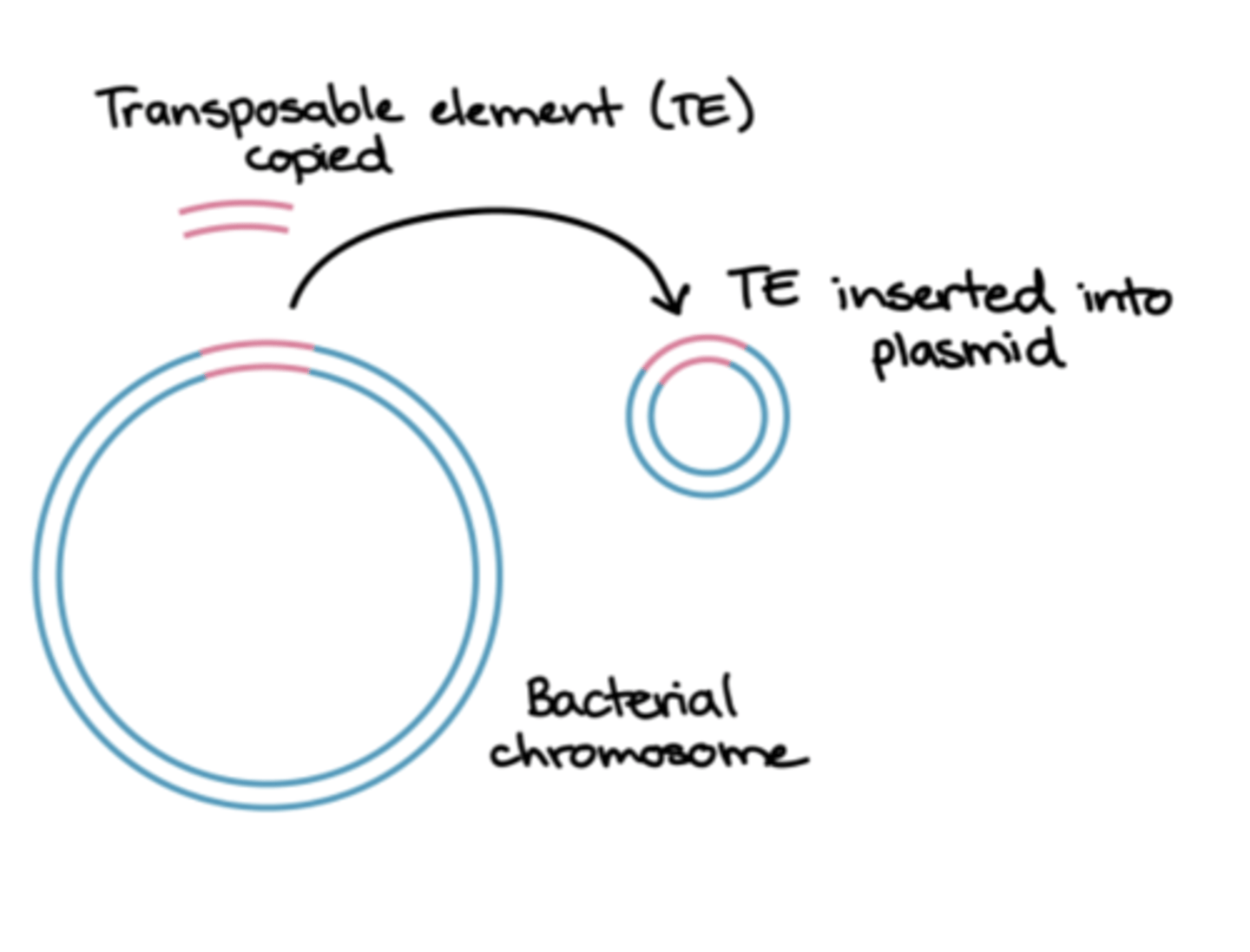 <p>pieces of DNA that move from one site to another within or between DNAs of bacteria, plasmids, and bacteriophages</p>