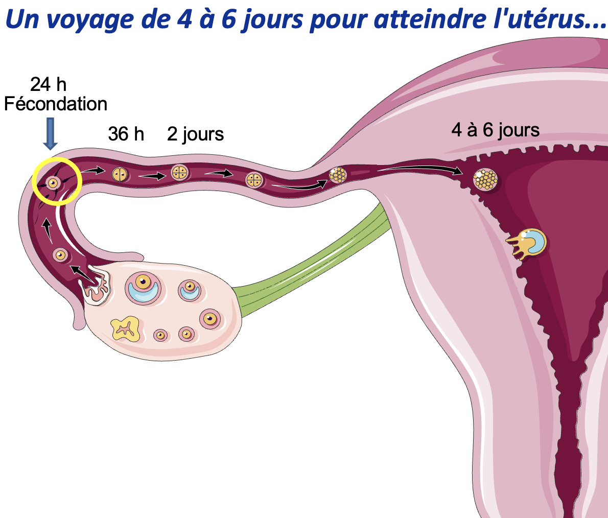 <p>Expliquer le processus de fécondation en se fiant à l’image présente.</p>