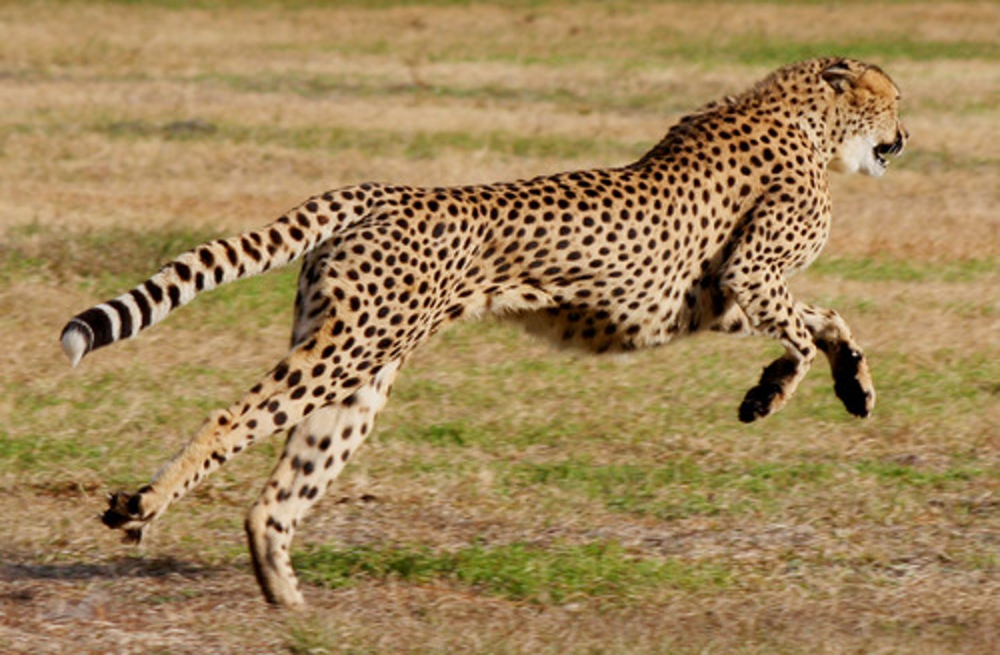 <p>(adj.) quick, nimble (The dogs were too slow to catch the agile rabbit.)</p>