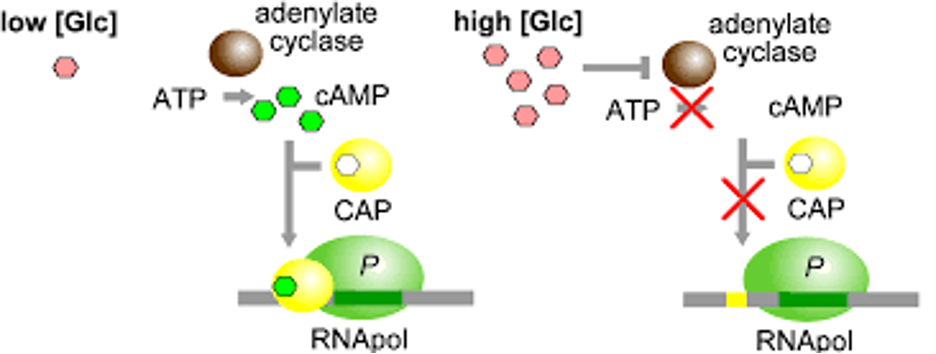<p>active form of activator </p><p>When glucose is scarce, Cyclic AMP receptor protein (CRP) is activated by binding of cyclic AMP (cAMP). Activated CRP attaches to lac operon promoter and increases the affinity of RNA polymerase = speeding up transcription </p><p>When glucose level increase CRP detaches from lac operon and the activator falls off with it. This makes transcription fall back into a normal, low level without the activator. </p><p></p>