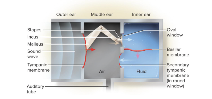 <p>eardrum</p><ul><li><p>Ossicles (bones of the middle ear) concentrate the energy of the vibrating tympanic membrane to a smaller area</p></li><li><p>Ossicles create a greater force per unit area at the oval window and overcome the inertia of the perilymph</p></li><li><p>Ossicles and their muscles have a protective function</p><ul><li><p>Lessen the transfer of energy to the inner ear</p></li></ul></li></ul><p></p>