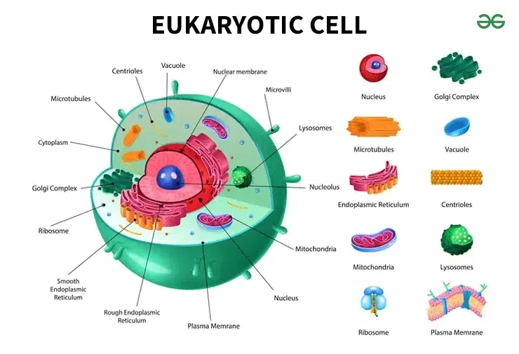 <p>Eukaryote</p>