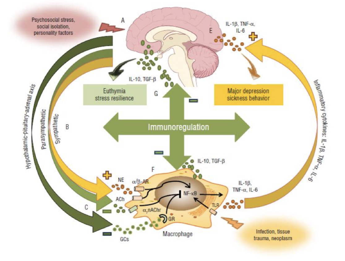 <p>Cytokiner påverkar vårt <em>beteende</em> vi sjukdom. Hos friska försökspersoner kommer injektion med LPS att höja ångestnivån i takt med IL-6.</p><p><strong>Sickness behaviour </strong>är adaptiva förändringar under förloppet av en infektion som speglar depressiva symtom: ökat sömnbehov, ökad ångest, nedsatt koncentration, illamående, aptitlöshet, passivitet osv. Det leder till minskad smittspridning och ökar överlevnad. </p>