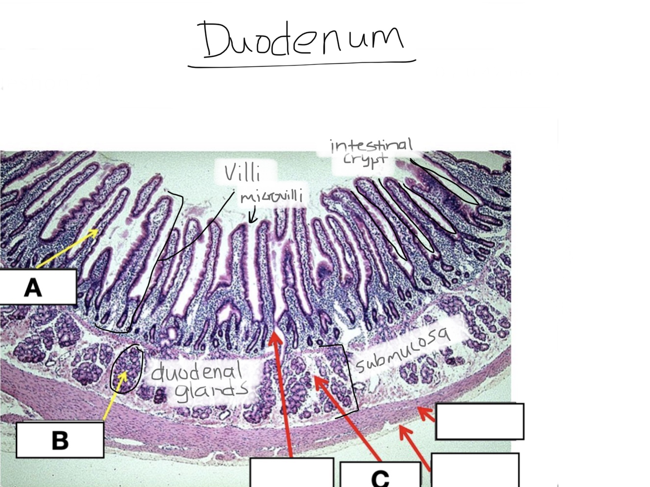 knowt flashcard image