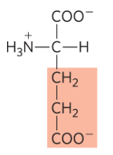 <p>Glu, E, negative</p>