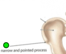 <p>Projection, <span>thornlike, narrow and pointed. Attachment for muscles and ligaments. Ex. Scapula and Ischium</span></p>