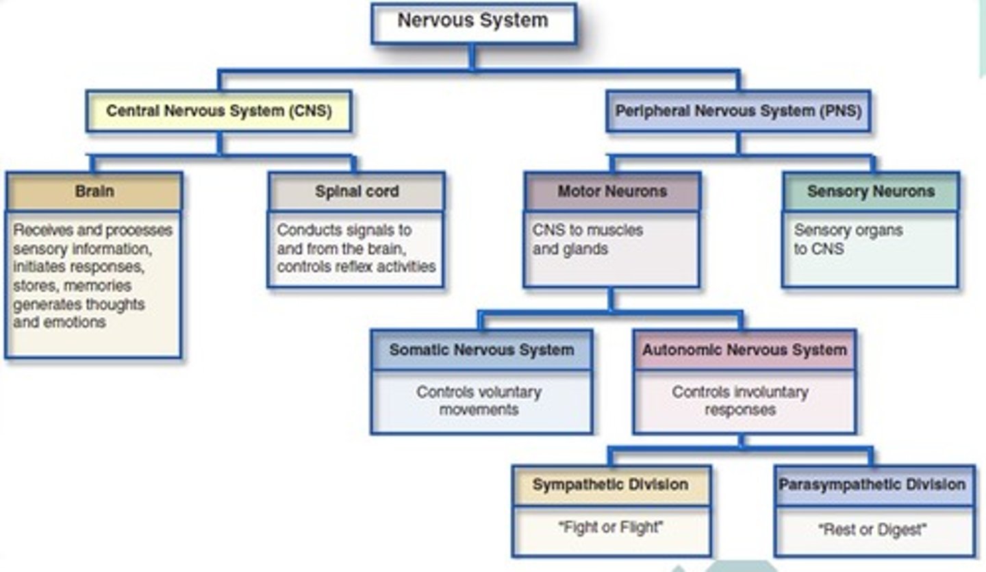 <p>Central Nervous System (CNS)</p><ol><li><p>Brain</p><ul><li><p>Receives and processes sensory information, initiates responses, stores memories, generates thoughts and emotions.</p></li></ul></li><li><p>Spinal Cord</p><ul><li><p>Conducts signals to and from the brain, controls reflex activities.</p></li></ul></li></ol><p></p><p></p><p>Peripheral Nervous System (PNS)</p><ol><li><p>Motor Neurons</p><ul><li><p>CNS to muscles and glands</p><p>→</p><p>1. Somatic Nervous System</p><ul><li><p>Controls Voluntary Movements</p></li></ul><p></p><p>2. Autonomic Nervous System</p><ul><li><p>Controls Involuntary Movements</p><p>→</p><ol><li><p>Sympathetic Division</p><ul><li><p>Fight/Flight</p></li></ul></li></ol><p></p><ol start="2"><li><p>Parasympathetic Division</p><ul><li><p>Rest/Digest</p></li></ul></li></ol></li></ul></li></ul><p></p></li><li><p>Sensory Neurons</p><ul><li><p>Sensory organs to CNS</p></li></ul></li></ol><p></p>