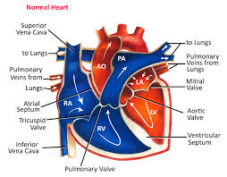 <p>vessels by which <strong>oxygen-rich</strong> blood returns from lungs to left atrium</p>