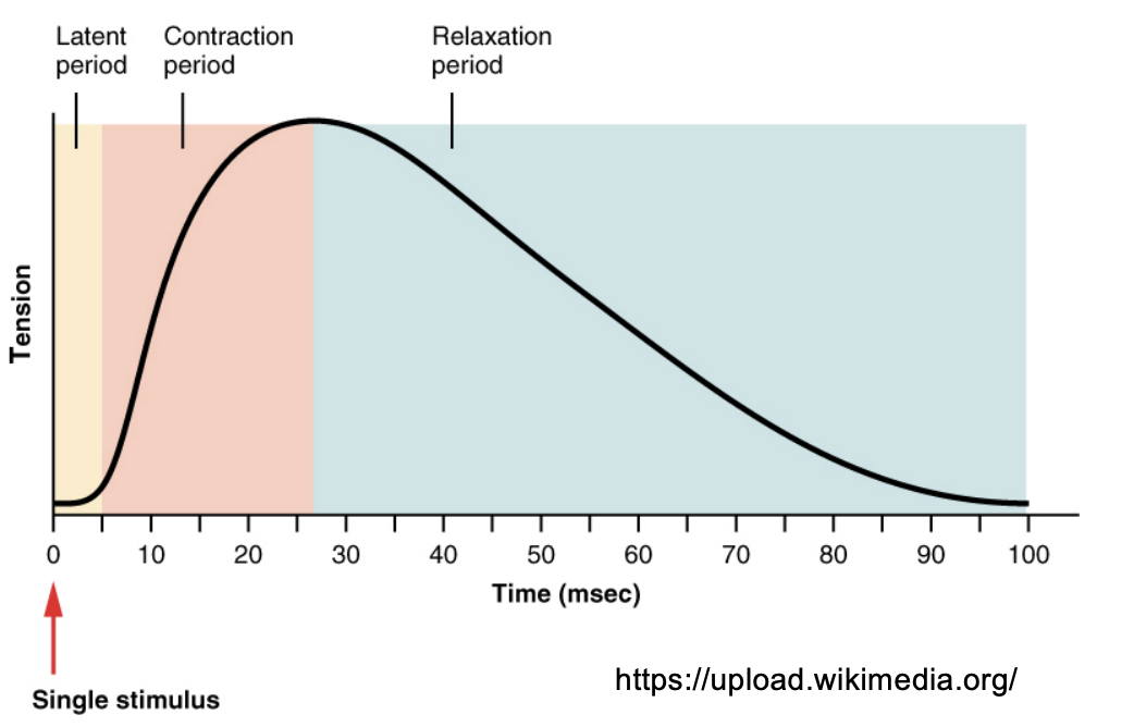 <ul><li><p>simplest contract </p></li><li><p>Shortening response to a single action potential or electrical stimulus (msec).</p></li><li><p>Three phases (periods) of a muscle twitch:</p><ul><li><p>1. Latent Phase (2 msec) Membrane activation, Ca2+ release from SR, diffusion in interfilament space, deinhibition of actomyosin ATPase </p></li><li><p>2. Contraction Phase </p></li><li><p>3. Relaxation Phase</p></li></ul></li></ul><p></p>