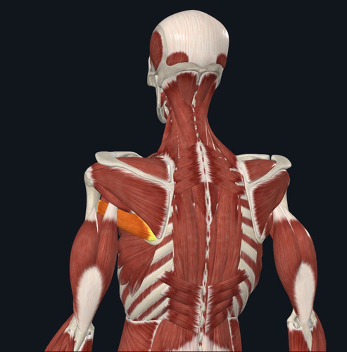 <ul><li><p><u>Origin:</u>&nbsp;Scapula</p></li><li><p><u>Insertion:</u>&nbsp;Humerus</p></li><li><p><u>Action:</u>&nbsp;Shoulder medial rotation</p></li></ul><p></p>