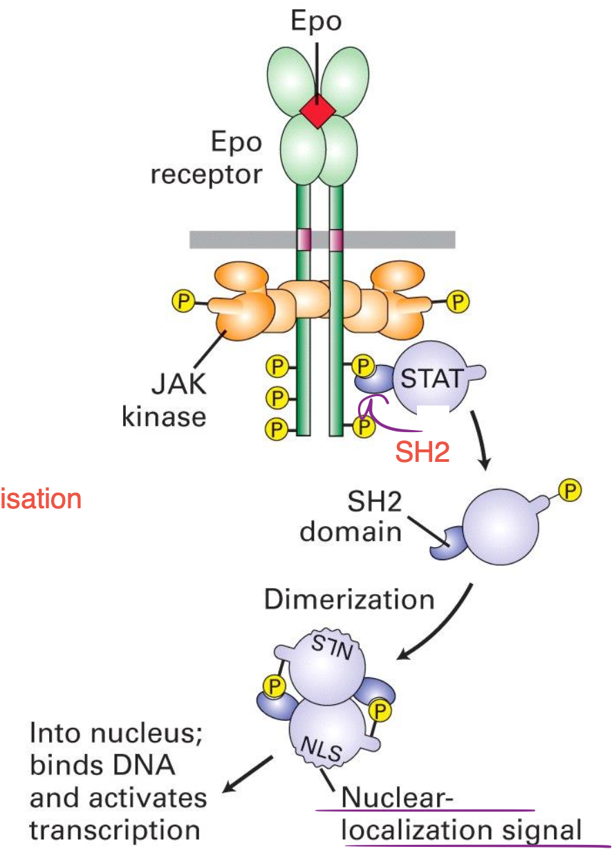 <p>Le facteur STAT contient un domaine SH2 qui peut se lier aux phosphotyrosines du récepteur de cytokines, ce qui va phosphoryler STAT et le dissocier du récepteur.</p><p>Dans le cytosol, STAT se dimèrise avec un mécanisme de liaison SH2-Phospho-Tyr.</p><p>La dimérisation de STAT expose un signal de localisation nucléaire activant la transcription après la translocation dans le noyau.</p>