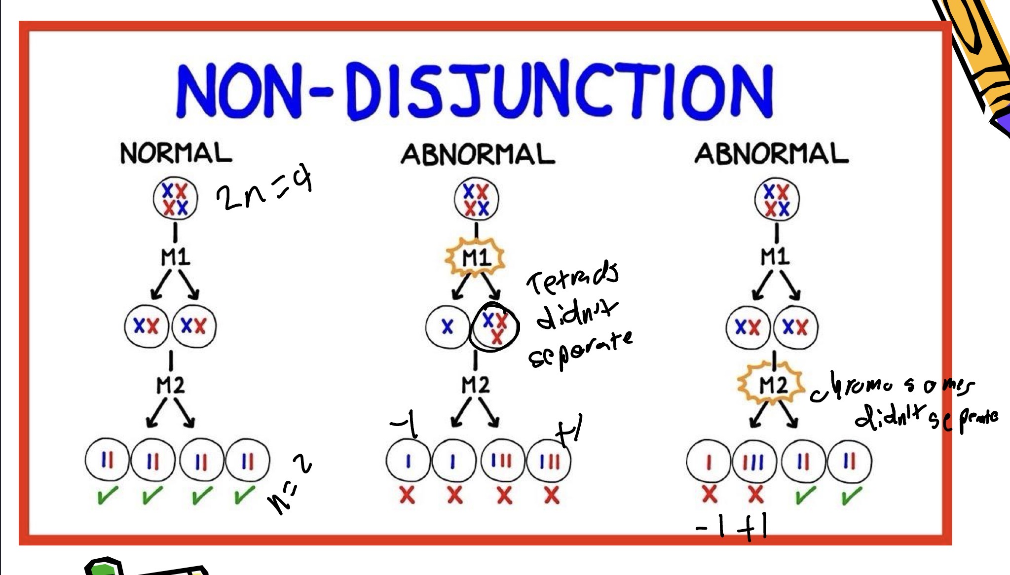 <p>Occurs when chromosomes fail to separate anaphase and metaphase I or II (+/- a chromosome) </p>