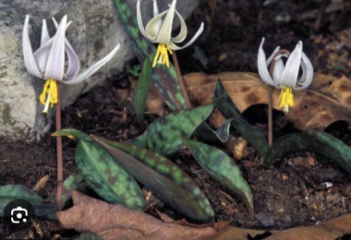 <ul><li><p>obovate or fish-shaped modeled leaves</p></li><li><p>down hanging flower with reflexed petals</p></li></ul><p>Species</p>